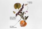 Floral perfume composition with mandarin, red fruits, orange blossom, and musk notes.