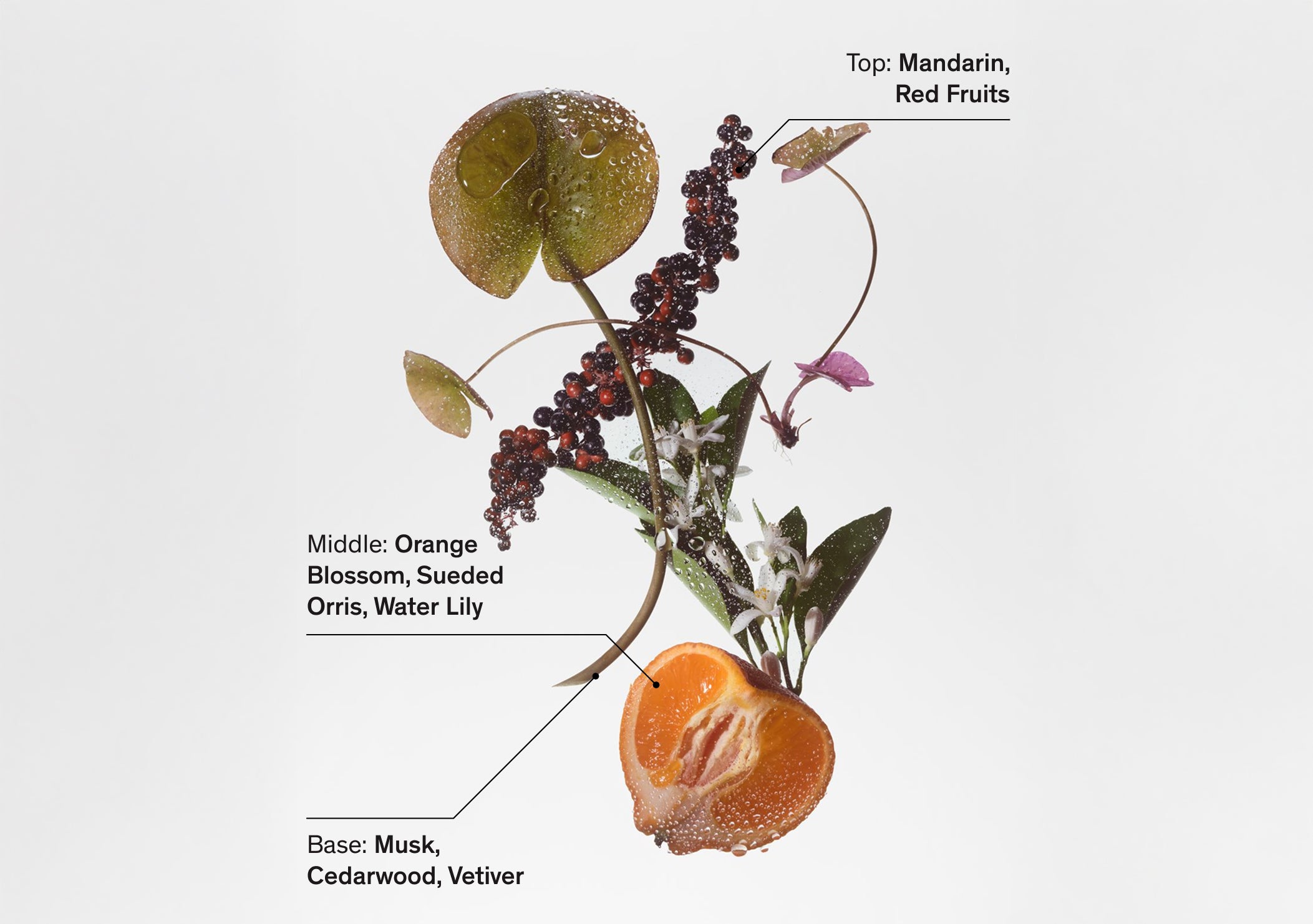 Floral perfume composition with mandarin, red fruits, orange blossom, and musk notes.